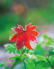 close up of maple leaf