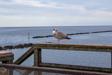 Möve am Meer 