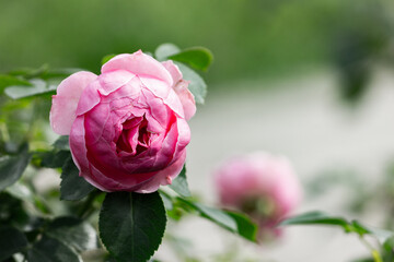 Pink roses in the garden after the rain. Close-up.