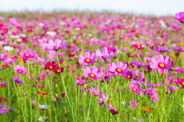 Fototapeta premium Cosmos flower fields