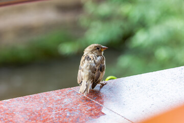 Male house sparrow. This bird is found in Europe and Asia. The bird is basking in the sun.