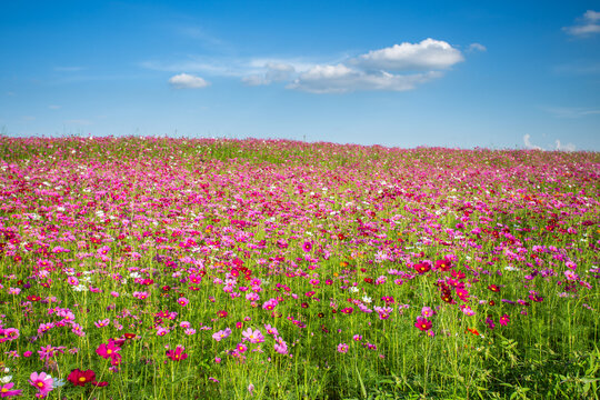 Cosmos flower fields © littlestocker