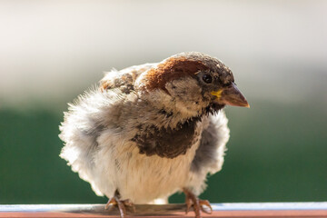 Male house sparrow. This bird is found in Europe and Asia. The bird is basking in the sun.