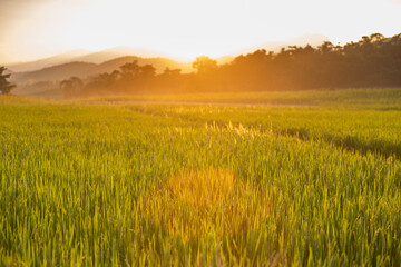 Fototapeta na wymiar Green rice fields at sunset