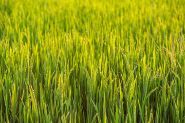Green rice fields