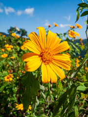 Yellow Mexican sunflower