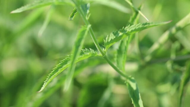 Summer forbs of central Russia