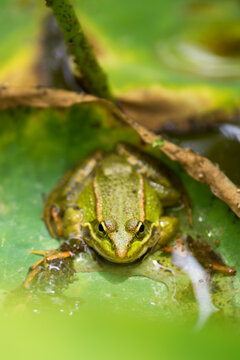 Green frog looking at camera
