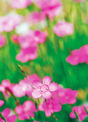 close up of sweet william