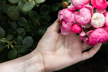 Pink roses in the garden after the rain. Close-up. Flowers in hands.