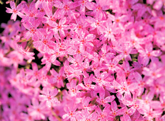full frame of pink flowers