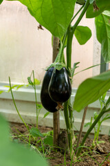 eggplant ripening in the greenhouse. Gardening concept.