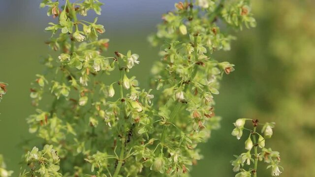Summer forbs of central Russia