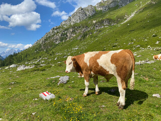 Fototapeta na wymiar Cows on the pasture next to Lake Giglachsee, Austria.