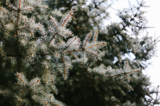 Branches of a christmas tree - horizontal, outdoor