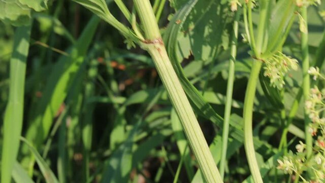 Summer forbs of central Russia