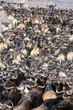 Great Wildebeest Migration