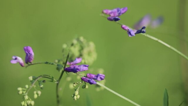 Summer forbs of central Russia