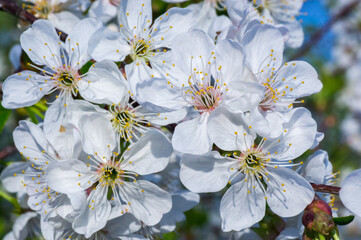 Obraz premium Branches of blossoming apricot macro with soft focus on gentle light blue sky background. For easter and spring greeting cards with beautiful floral spring abstract background of nature