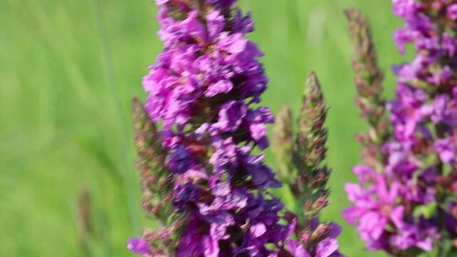 Swirl lythrum flower close up