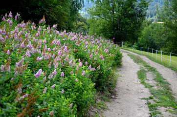 It is a semi-shady tree that needs enough moisture to grow, it benefits from acidic and peat soils....