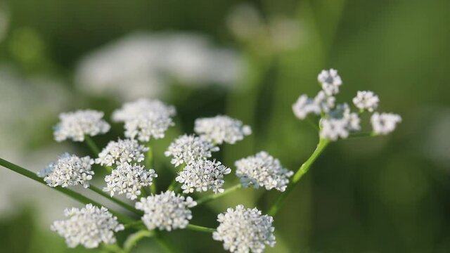 Summer forbs of central Russia