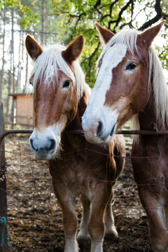 Beautiful sibling draft horses at the farm