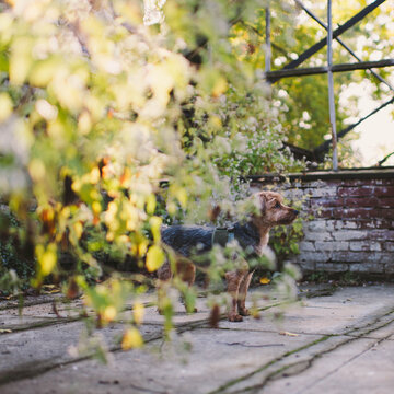 Small Dog Behind Flowering Bush
