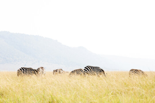Zebra Herd