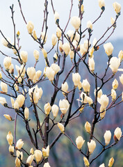 branch with magnolia flowers