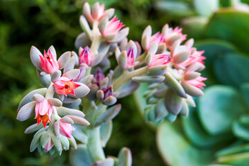 A succulent plant with red flowers