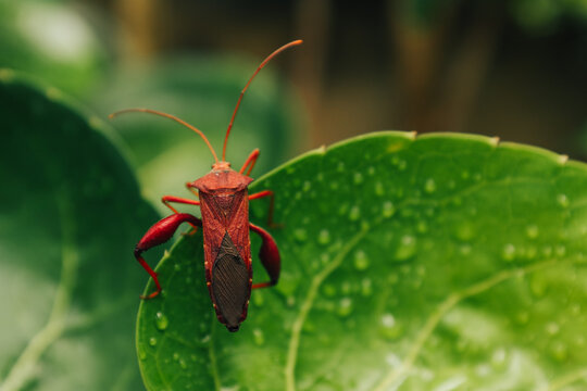Indonesian Leaf Footed Bug