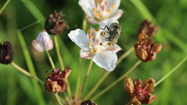 Susak umbrella, butomus umbellatus
A species of perennial herbaceous plants of the genus Susak. It is easily recognized even in a faded state by a large inflorescence - a simple umbrella at the top of