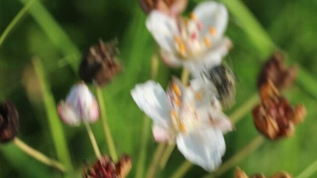 Susak umbrella, butomus umbellatus
A species of perennial herbaceous plants of the genus Susak. It is easily recognized even in a faded state by a large inflorescence - a simple umbrella at the top of