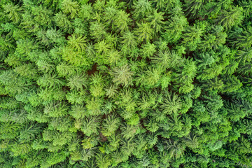 Plantation of spruce trees. Top down aerial view. Green spruce on the slope aerial view. Aerial view from above on the green trees in the forest. Background forest view from above. Dense pine forest