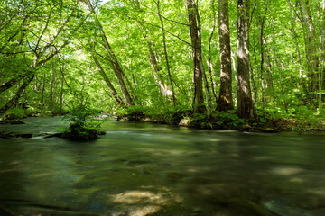 stream in the forest