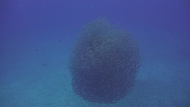 A School of The yellowstripe scad (Selaroides leptolepis) and batfish passing by 
