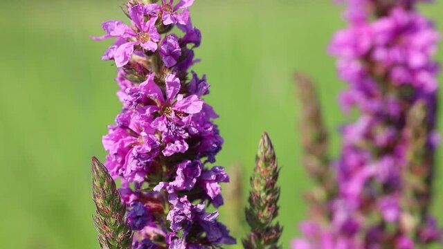 Swirl lythrum flower close up