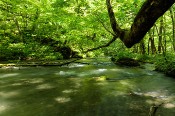 stream in the forest