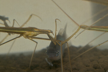 ミズカマキリ