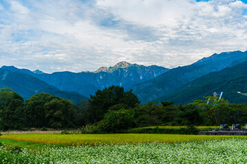 蕎麦畑と五竜岳