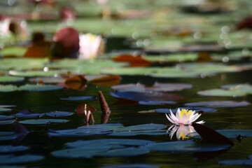 Beautiful waterlily in a pond.