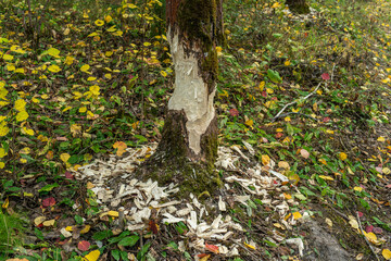 Tree damaged by beavers with thick chips of wood on the ground