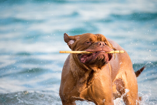 Dogue de Bordeaux on the beach
