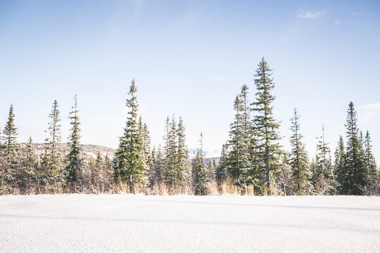 Winter landscape