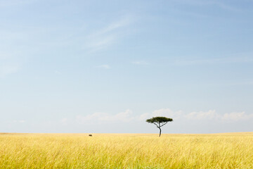 African Landscape