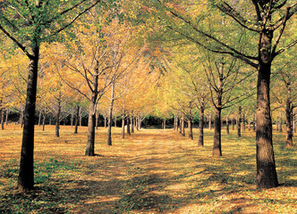 forest in autumn