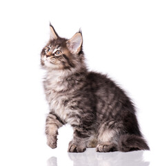 Maine Coon kitten 2 months old. Cat isolated on white background. Portrait of beautiful domestic kitty.