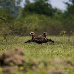 vulture in the grass
