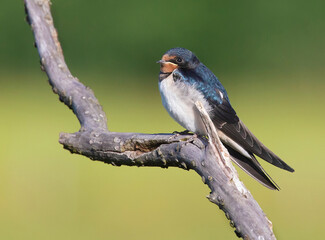 Fototapeta premium Barn swallow; hirundo rustica
